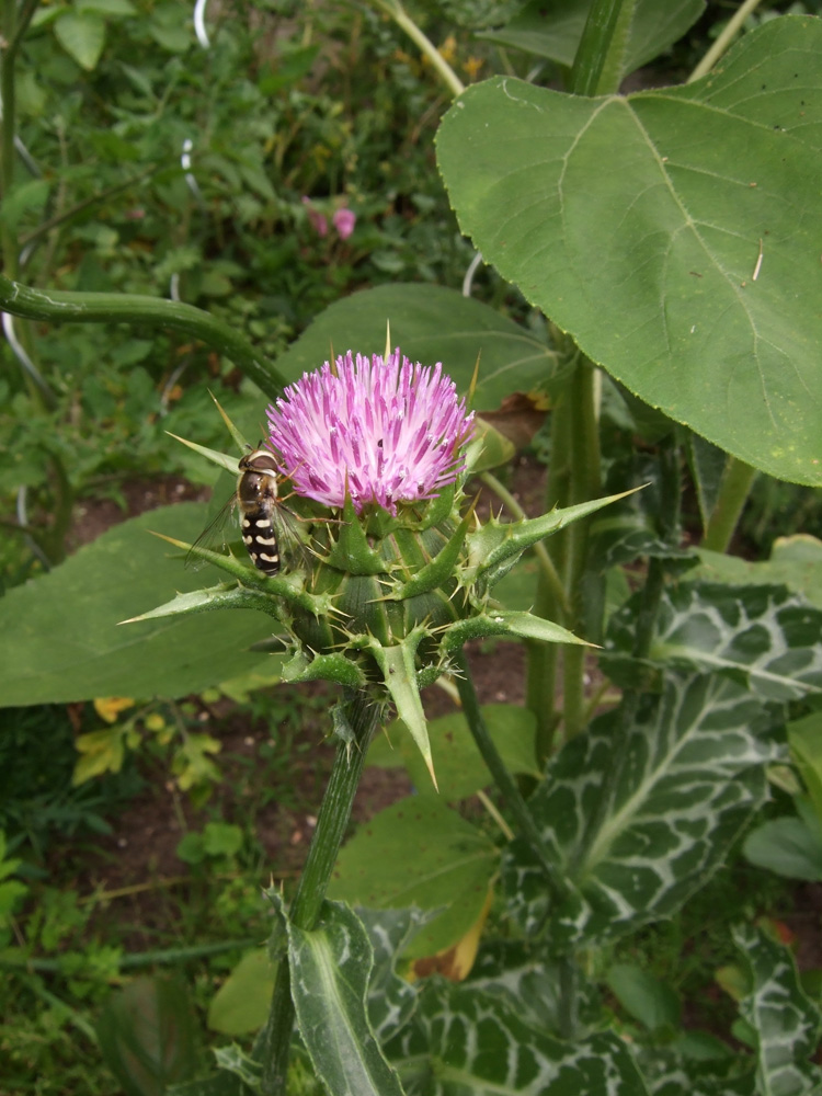 Mariendistel